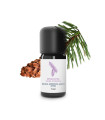 Epicea Sitka essential oil