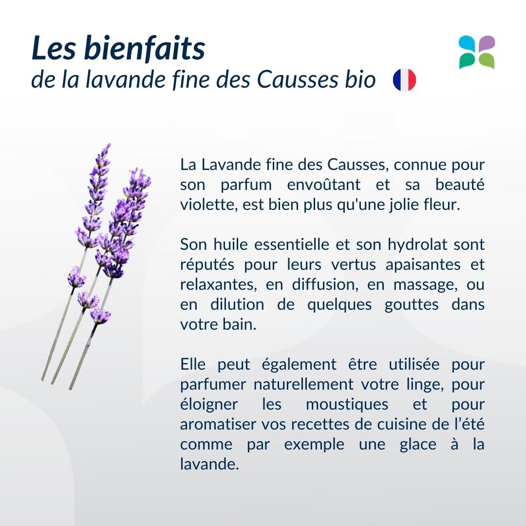 Lavandin Abrial vs. Fine Lavender from the Causses