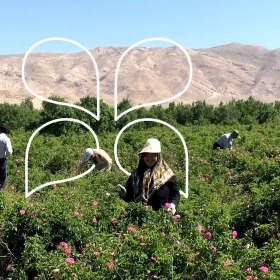 Our Rose Producer in Iran
