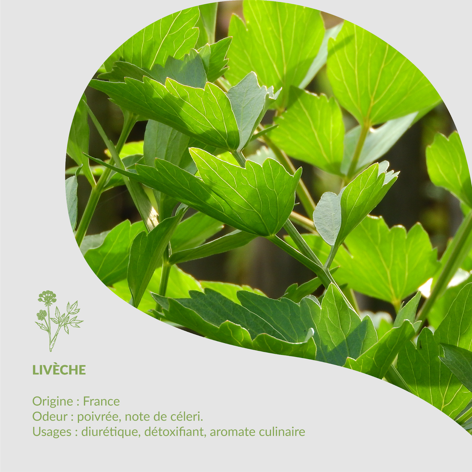 Plant of the Month: Lovage
