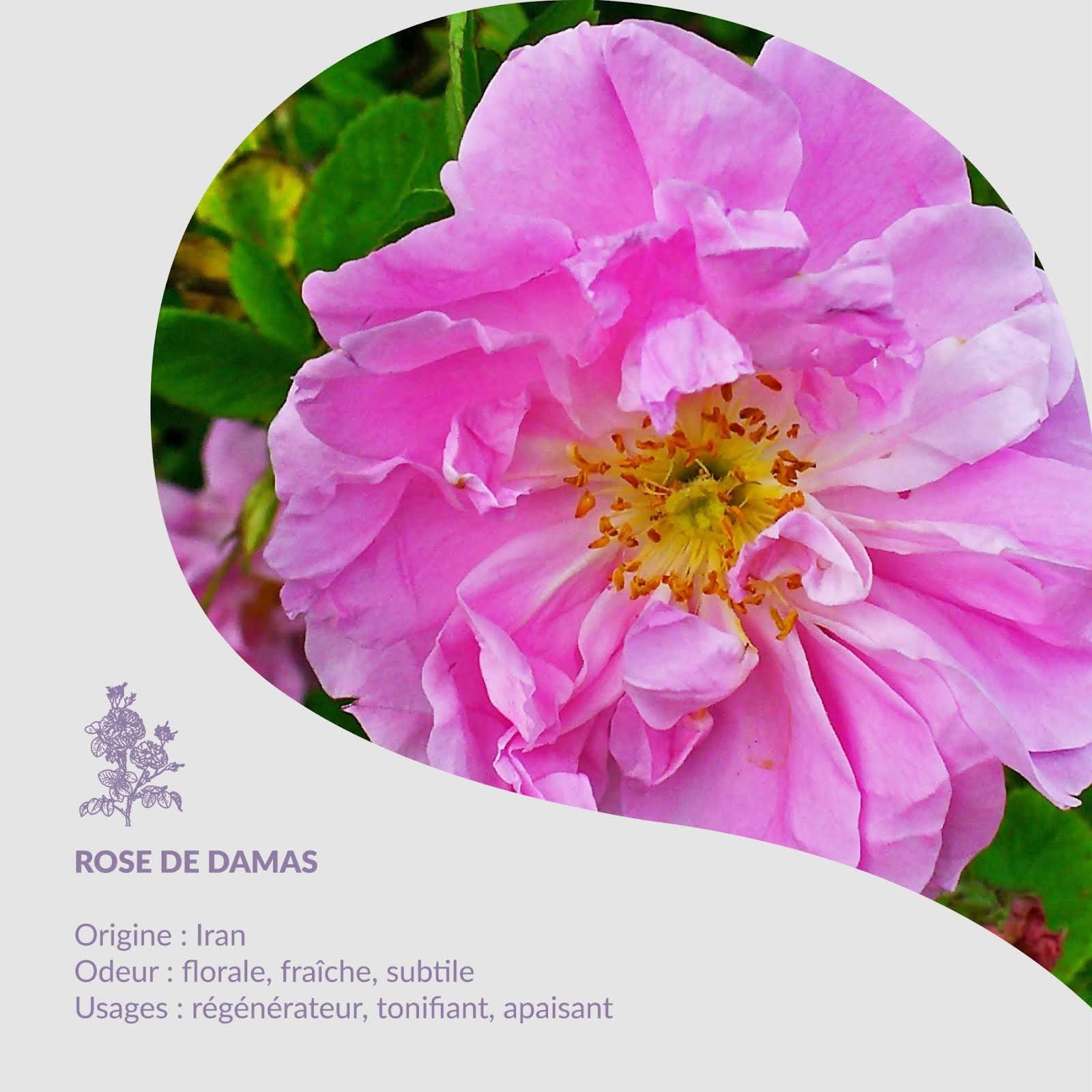 Plant of the Month - Rose
