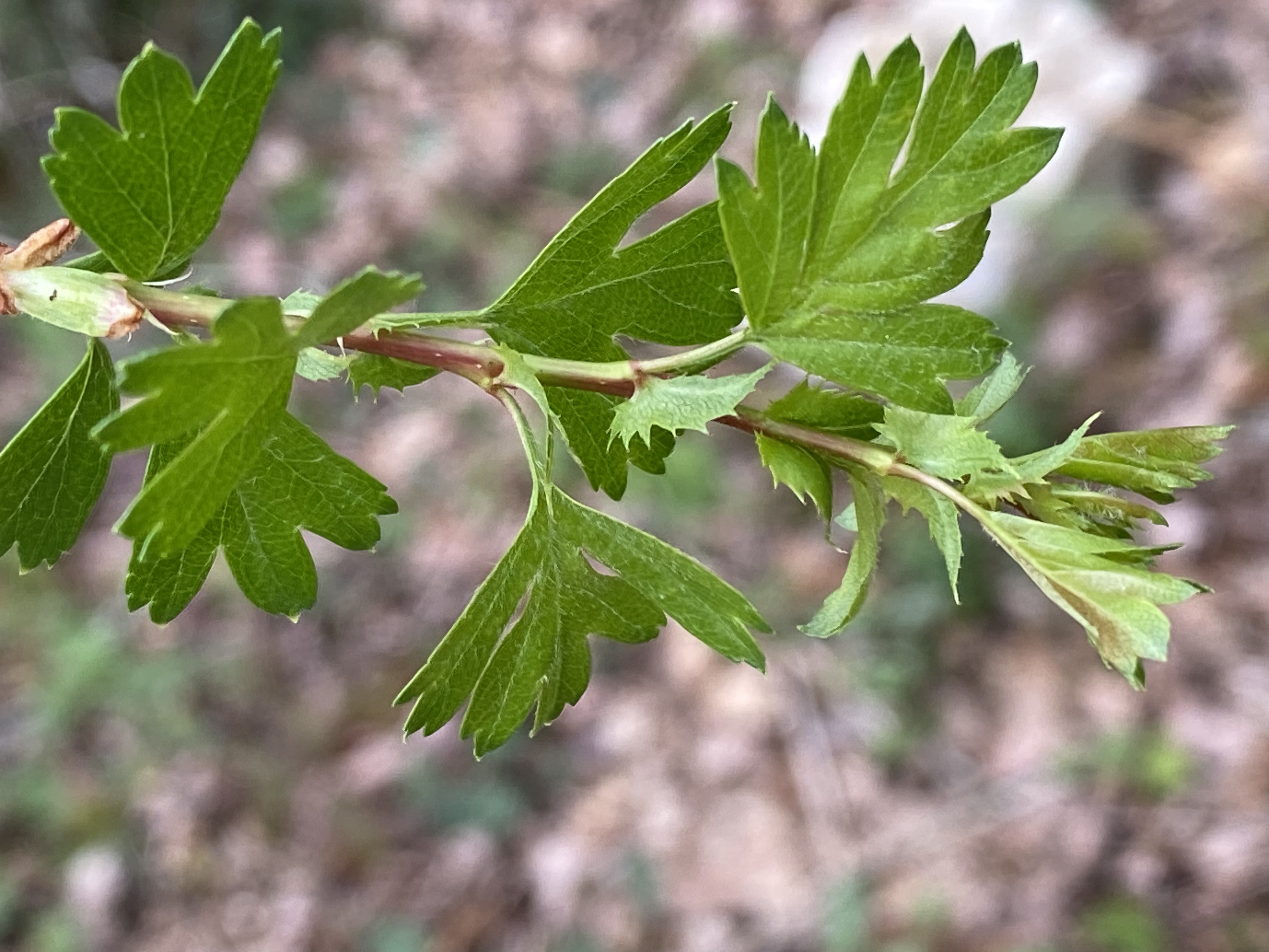 Discover the distillation Hawthorn bud