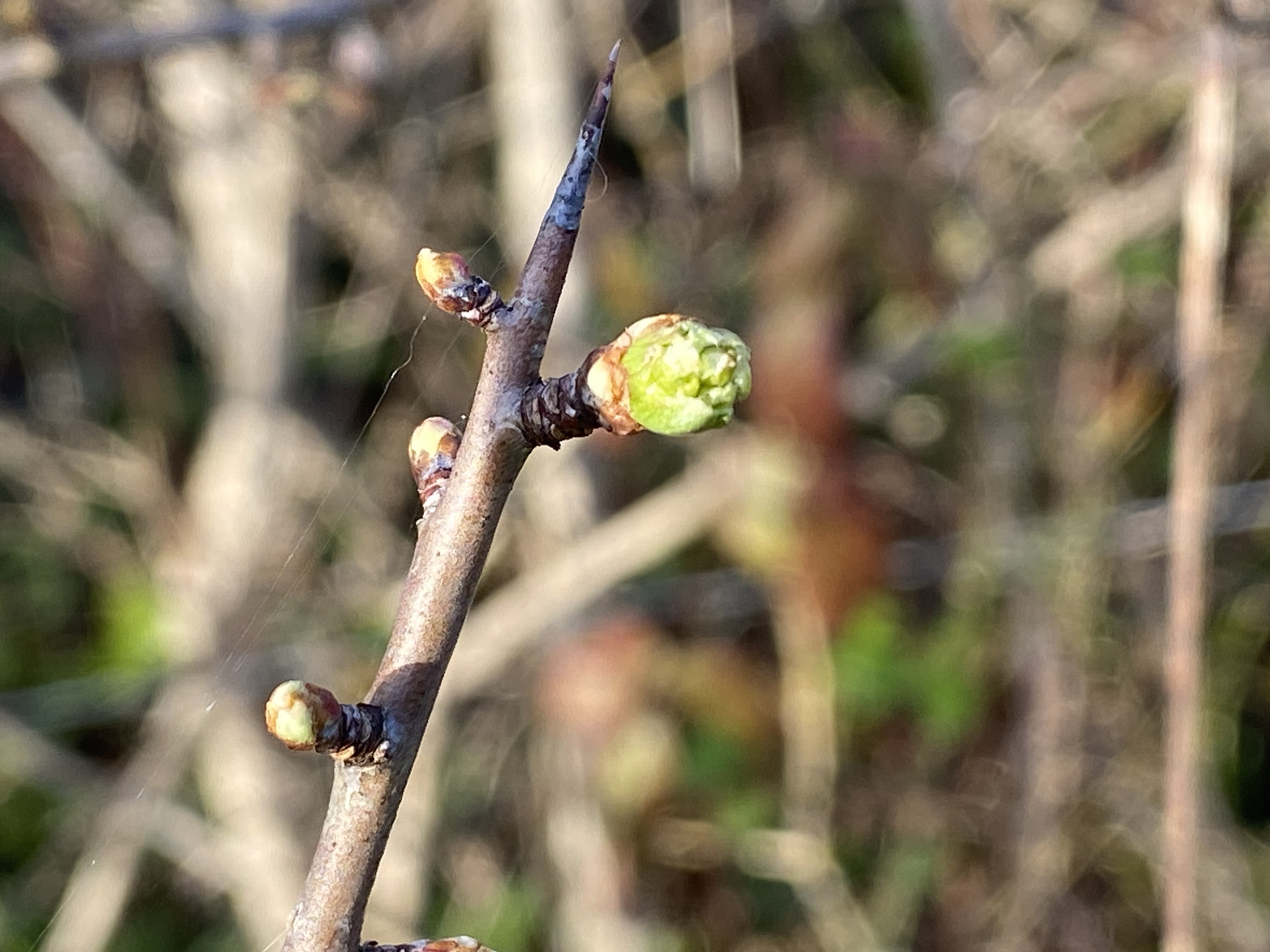 Discover the distillation Hawthorn bud