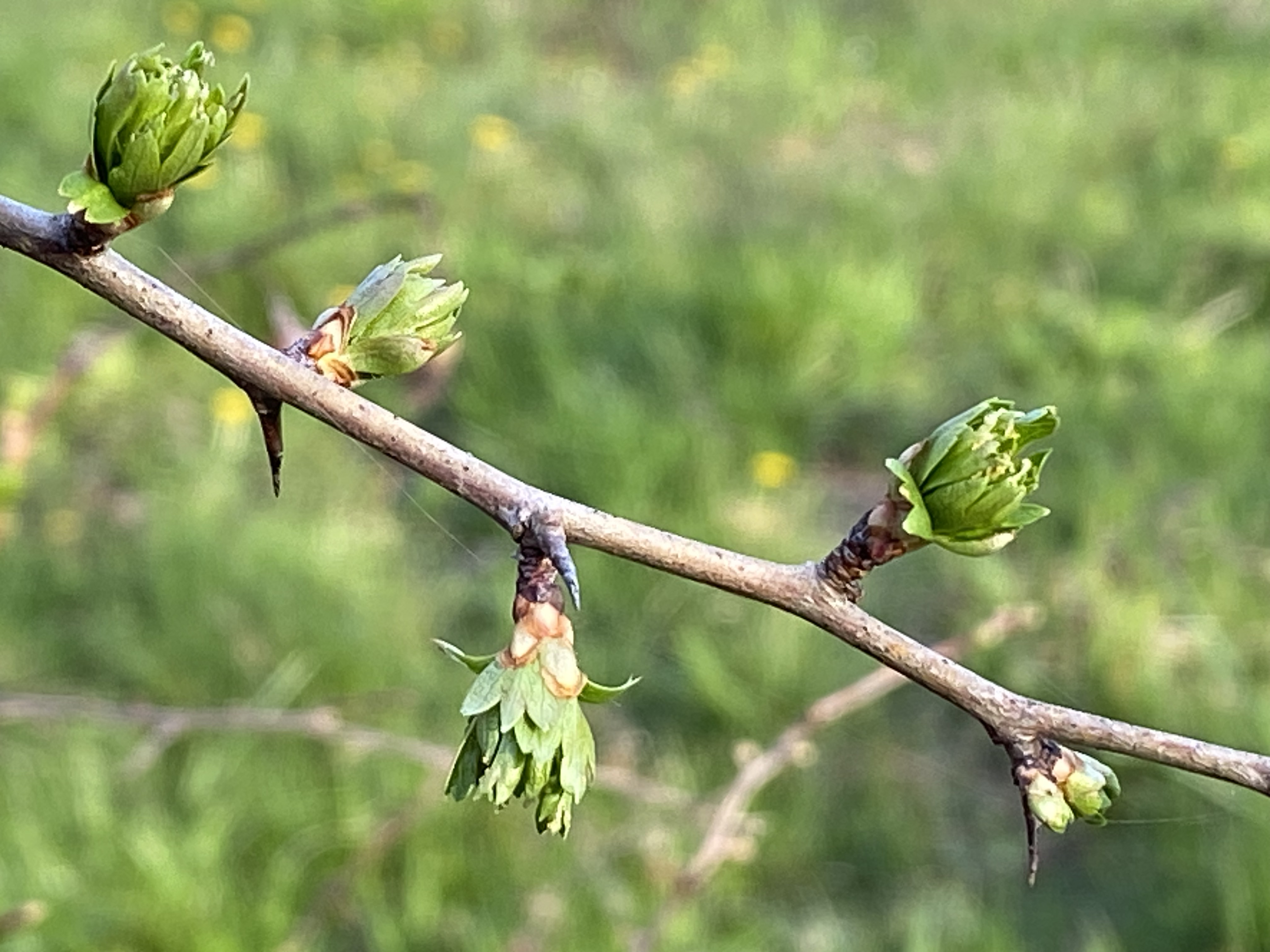 Discover the distillation Hawthorn bud