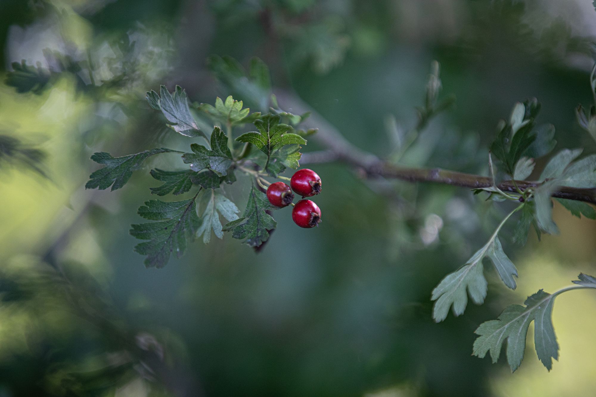 Discover the distillation Hawthorn bud