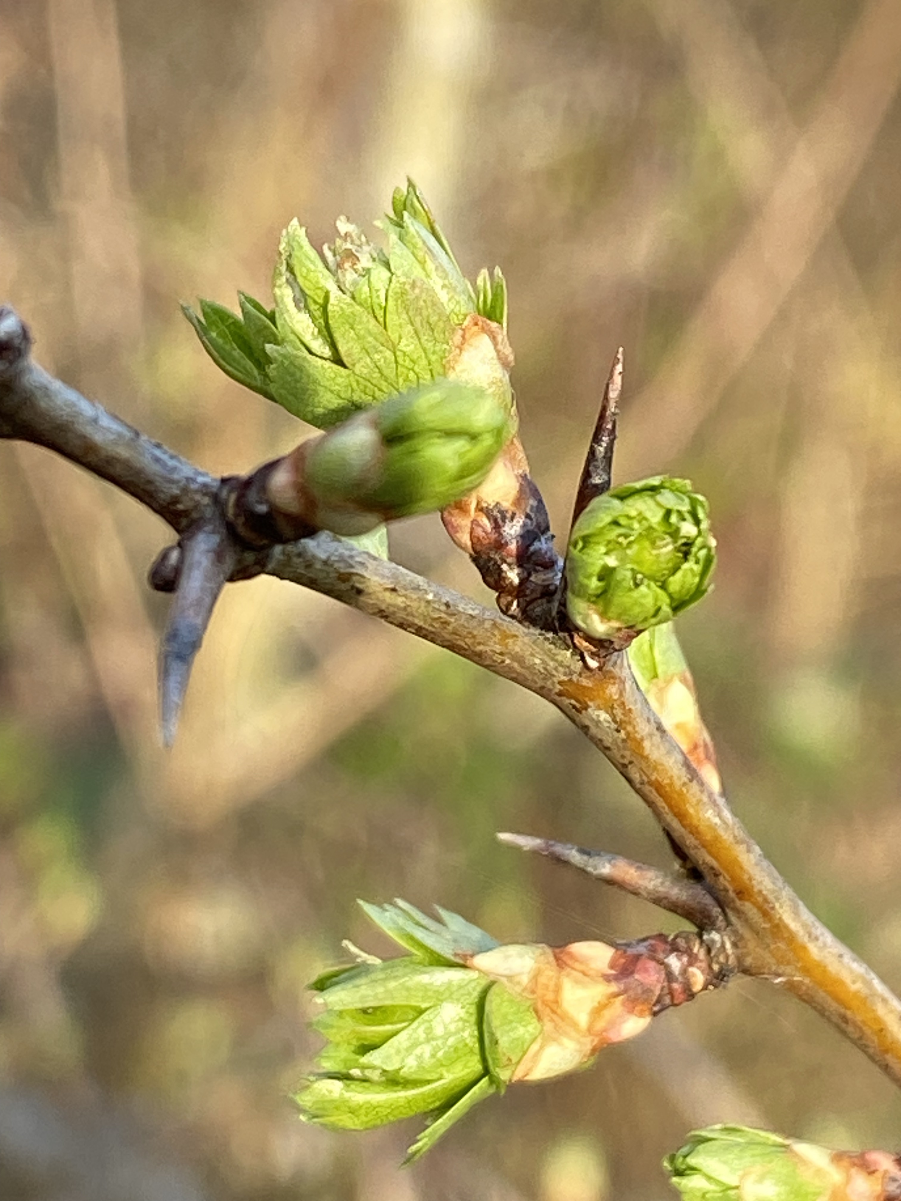 Discover the distillation Hawthorn bud