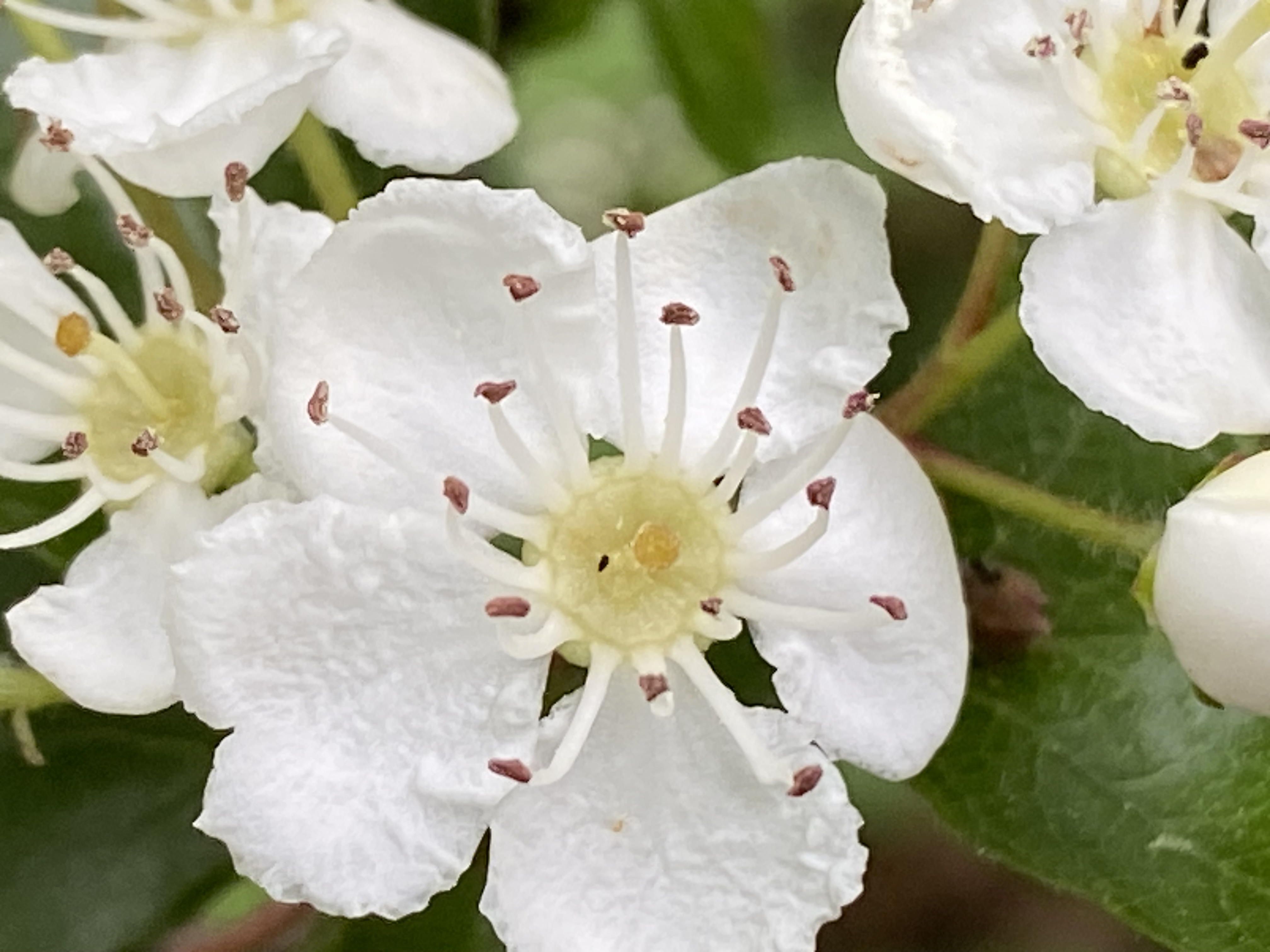 Discover the distillation Hawthorn bud