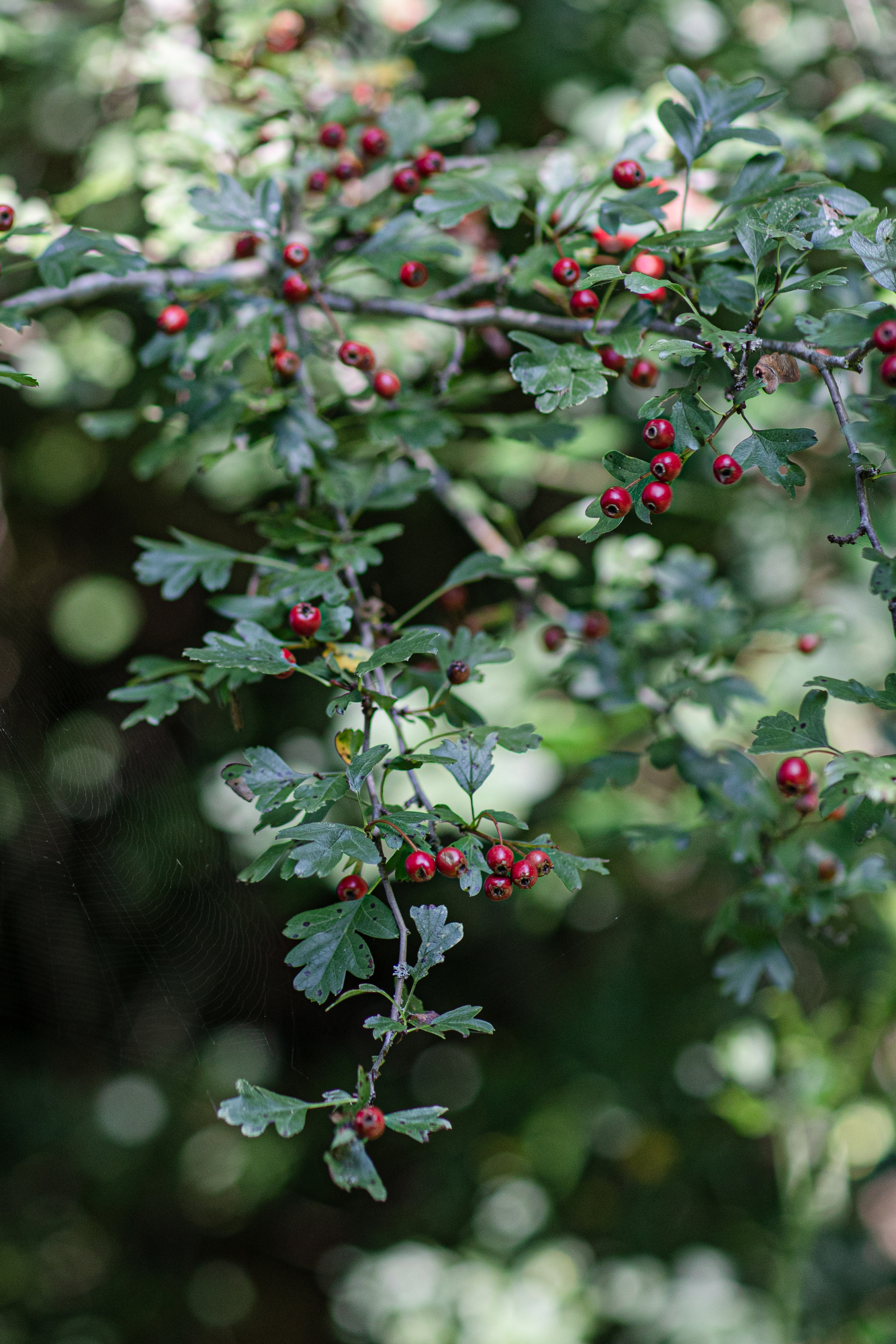 Discover the distillation Hawthorn bud