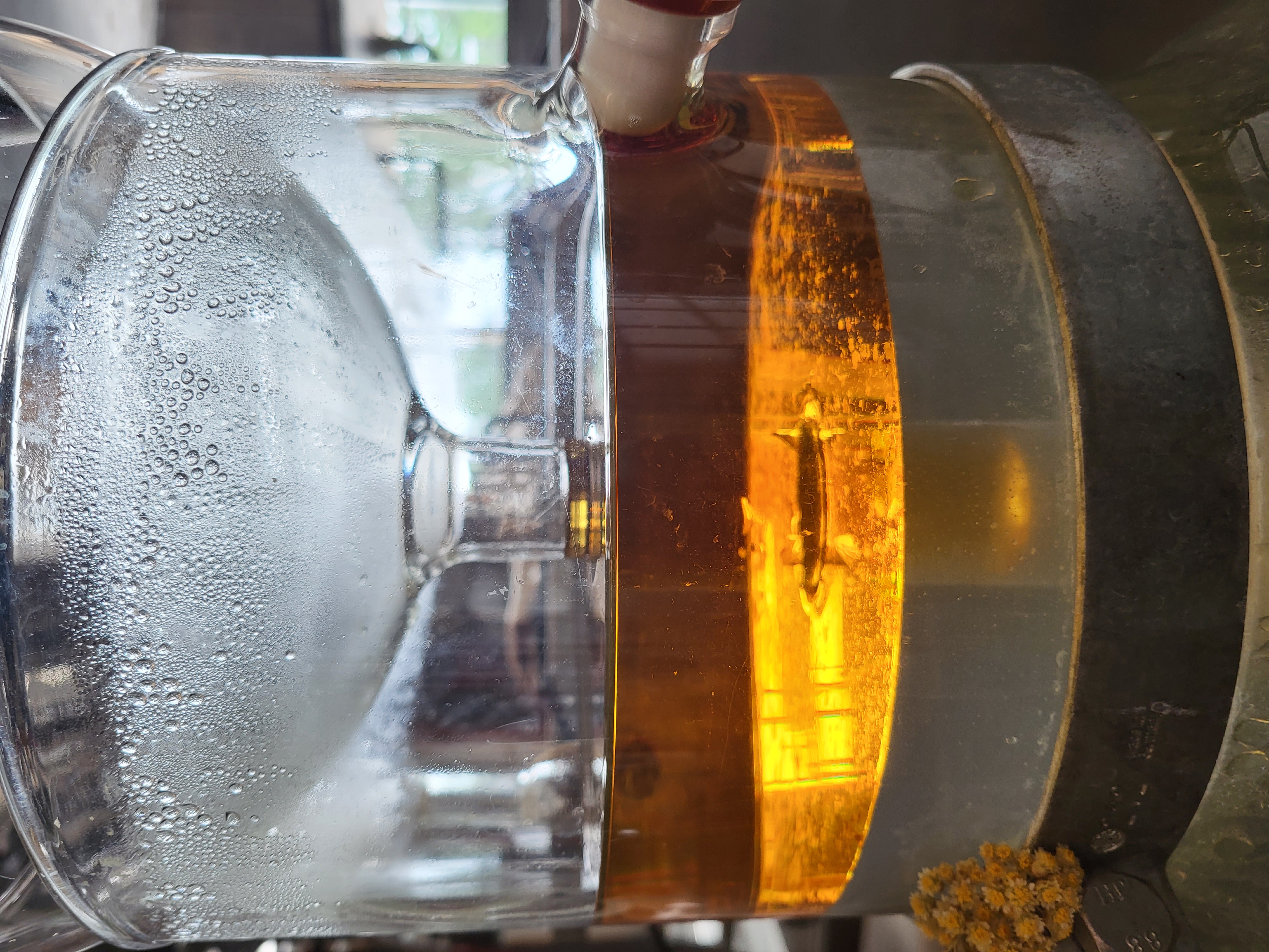 Discover the distillation Italian Helichryse