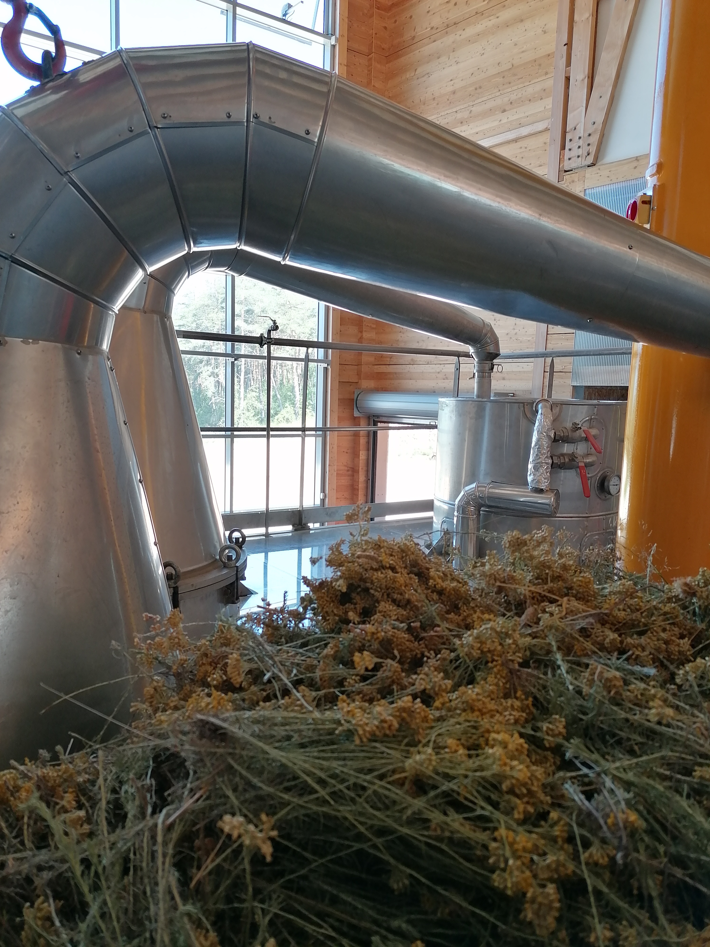 Decouvrez la distillation Hélichryse italienne Immortelle