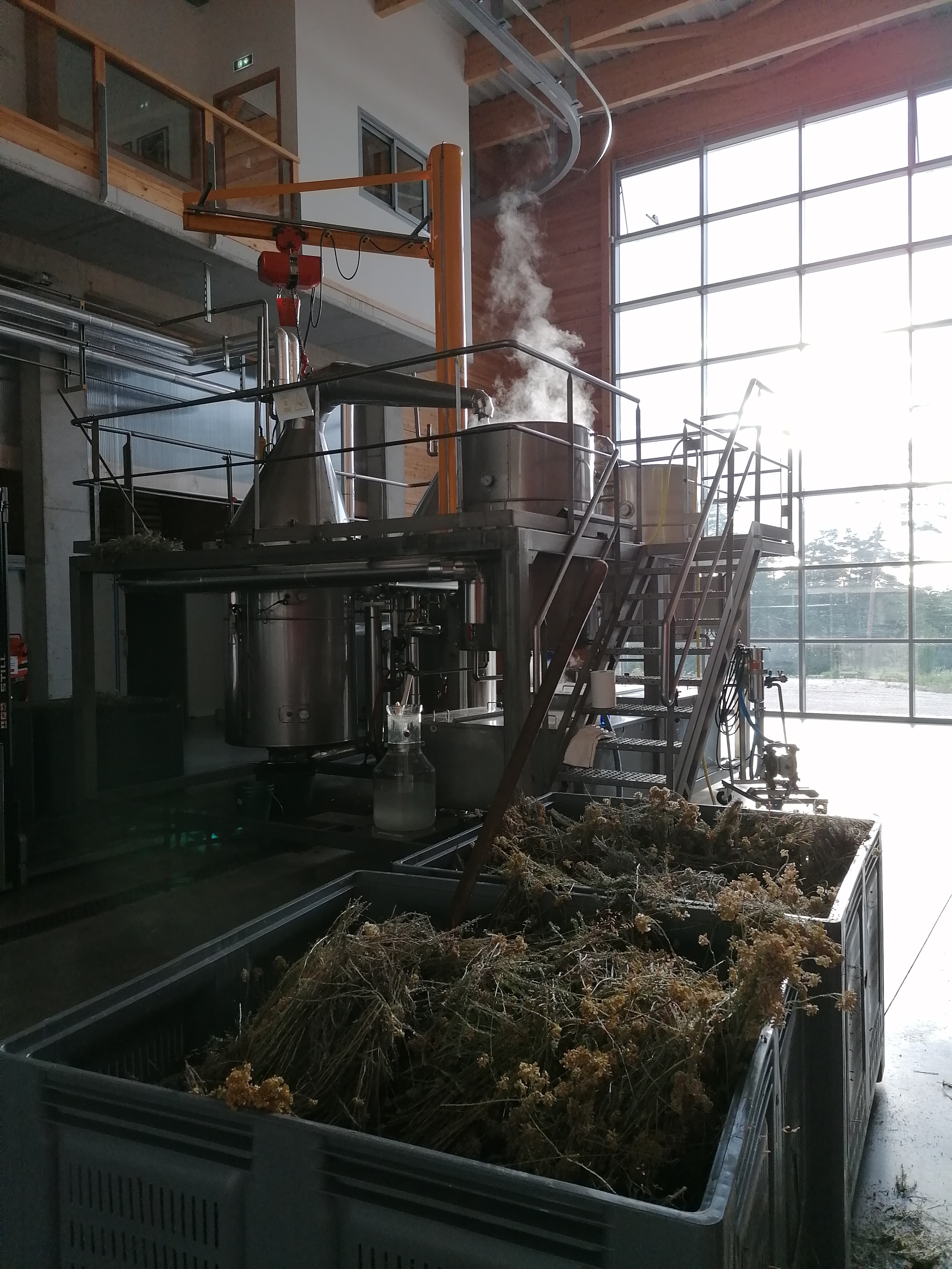 Discover the distillation Italian Helichryse