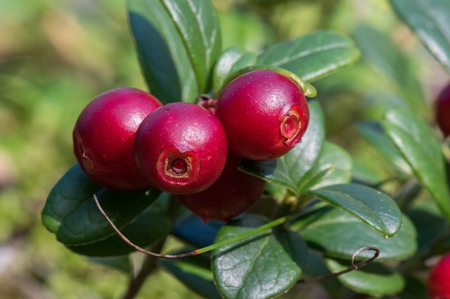 Bourgeon d'Airelle rouge