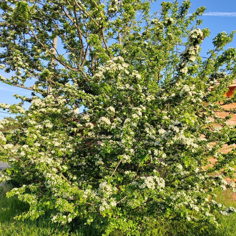 Hawthorn bud