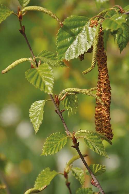 Silver Birch Bud