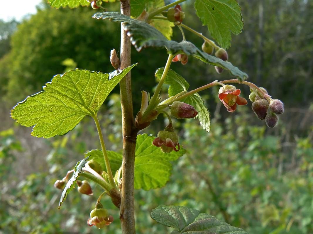 Blackcurrant bud