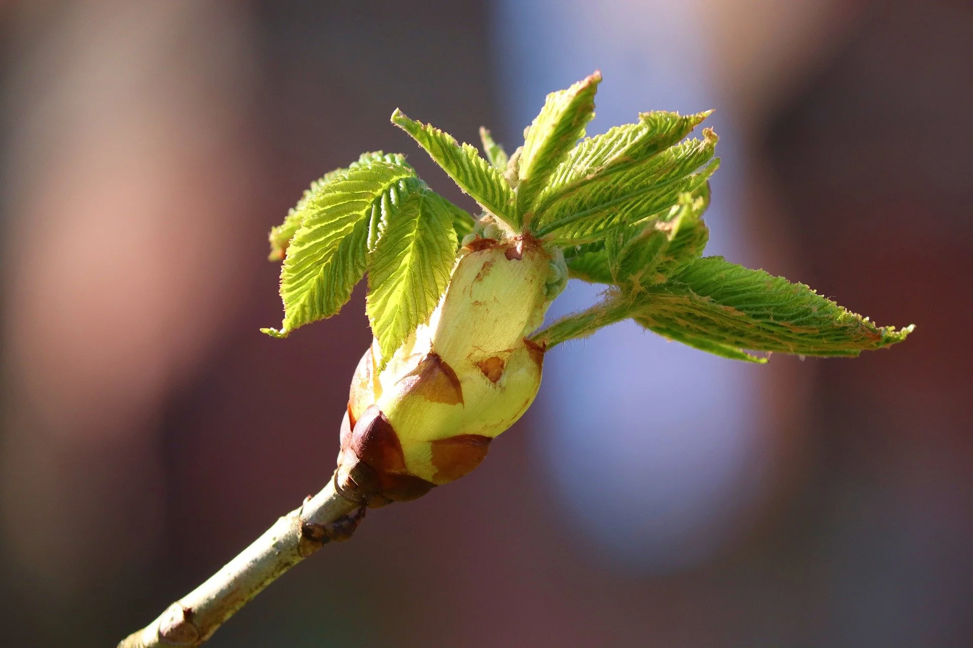 Chestnut Bud