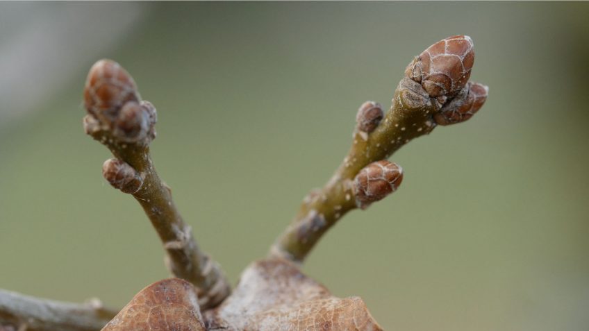 Pedunculate oak bud