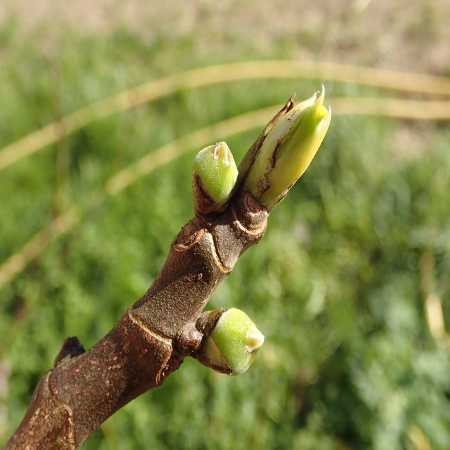 Fig bud