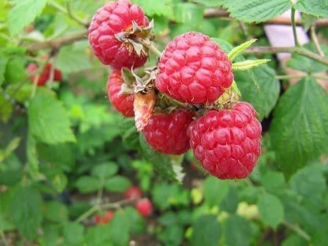 Raspberry bud