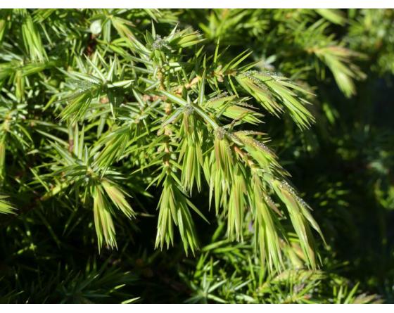 Juniper bud