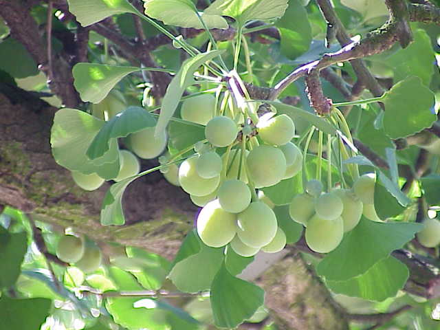 Ginkgo bud