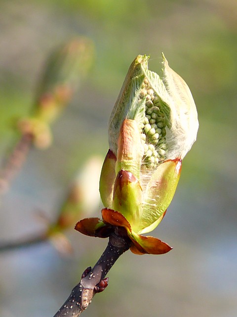 Horse chestnut bud