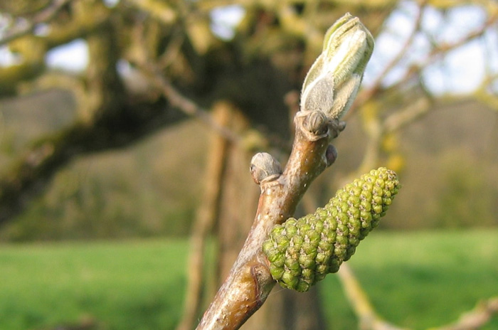 Walnut Bud