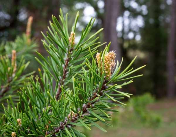 Mountain Pine Bud