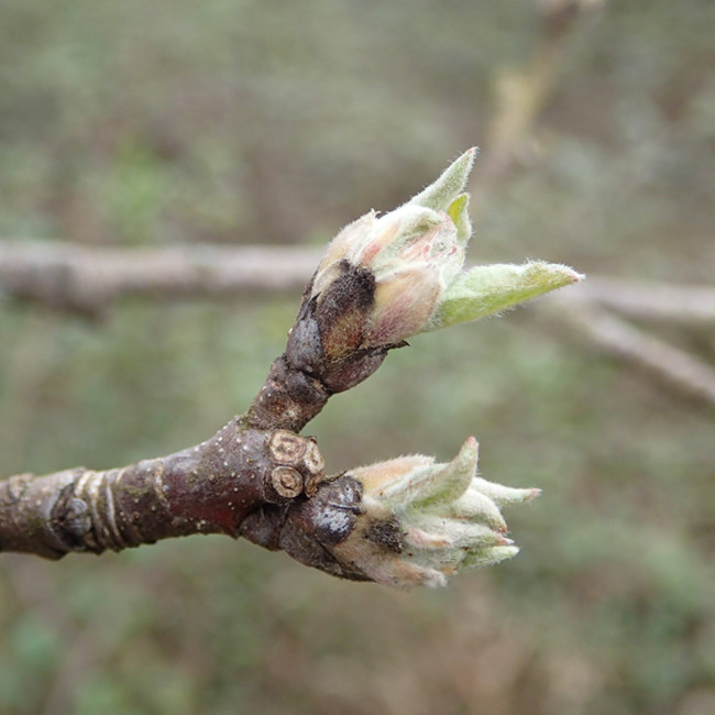 Apple tree bud