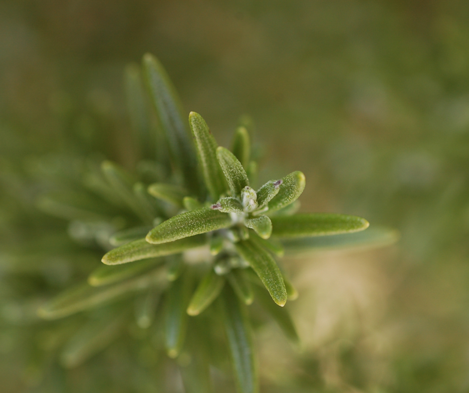 Rosemary bud