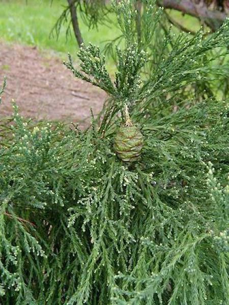 Sequoia bud