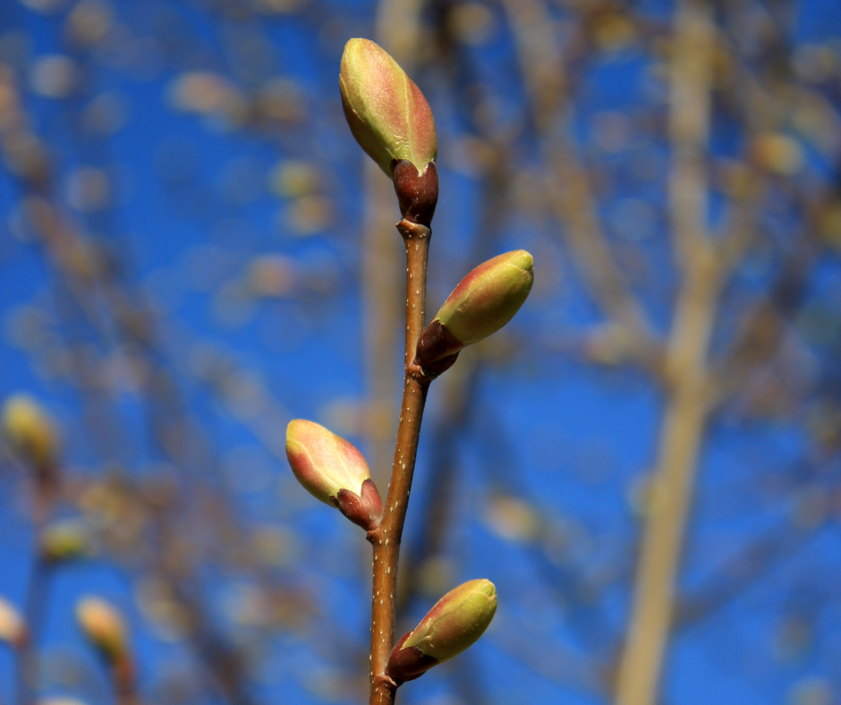 Silver Linden Bud