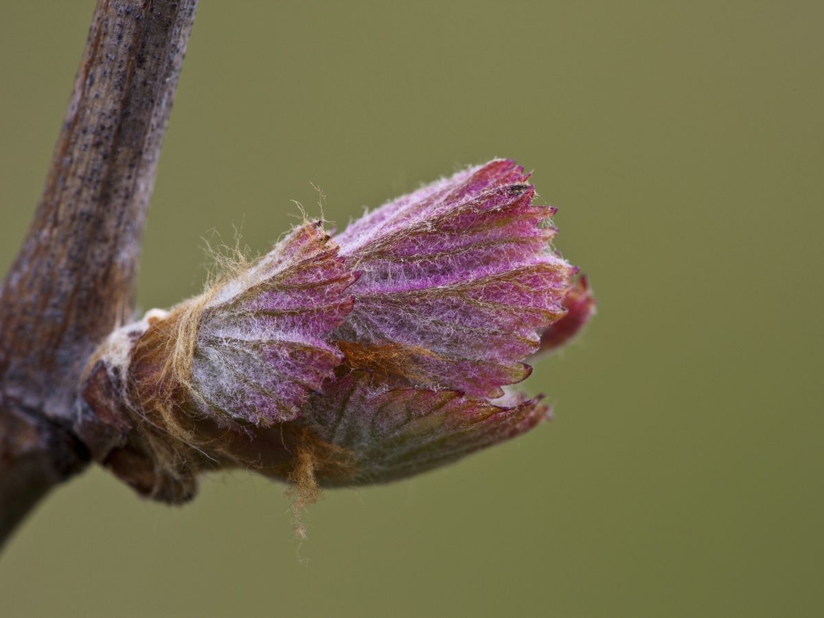 Bourgeon de Vigne rouge