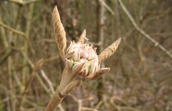 Bud of Lantana Viburnum