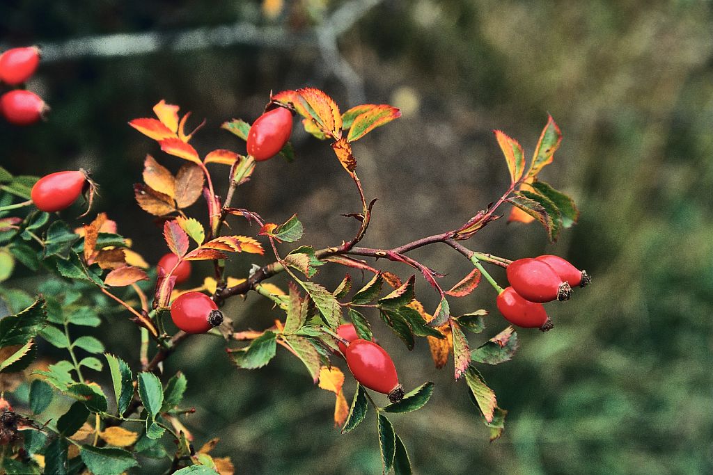 Rosehip Bud