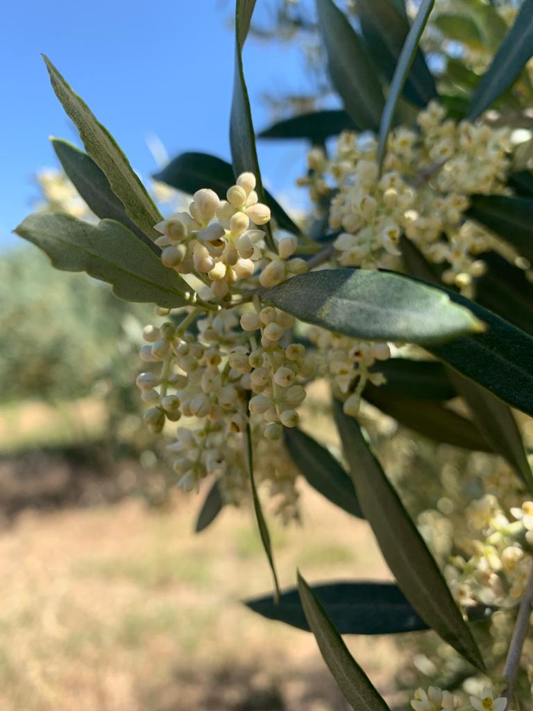 Olive bud