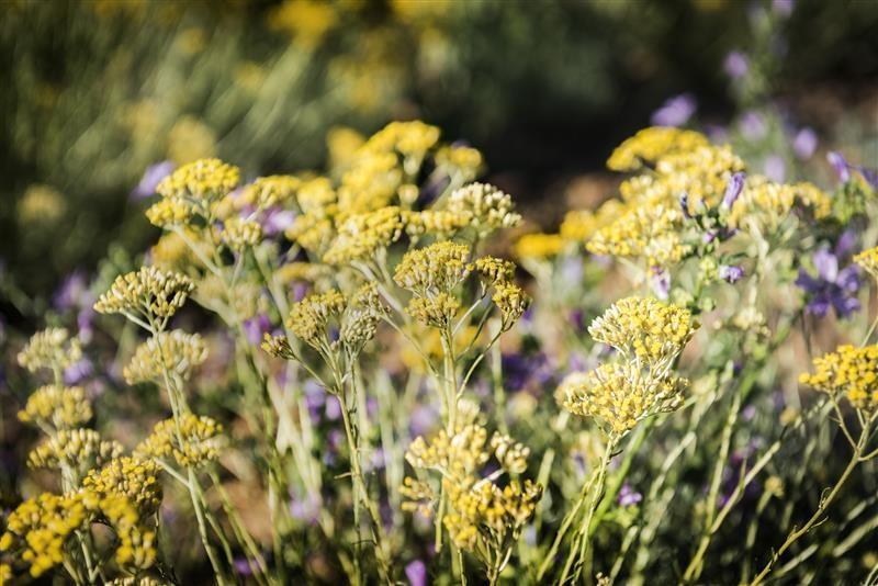 Hélichryse italienne Immortelle