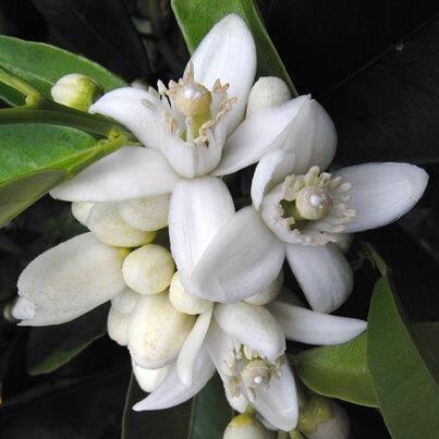 Neroli - Orange Blossom