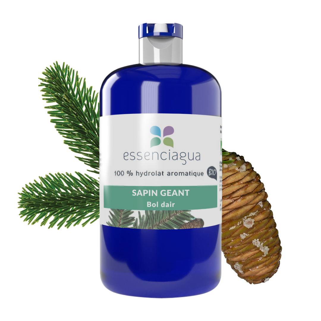 Giant fir hydrosol