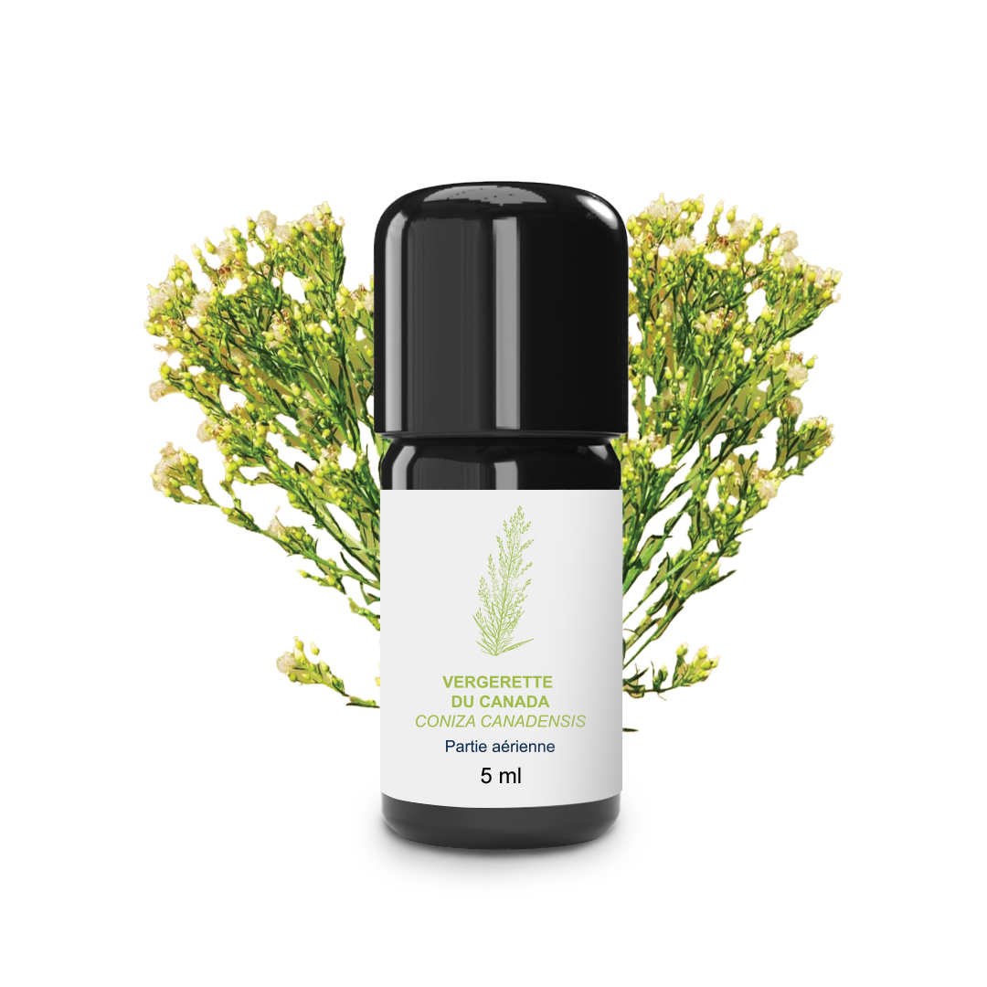 Essential Oil Canadian Fleabane